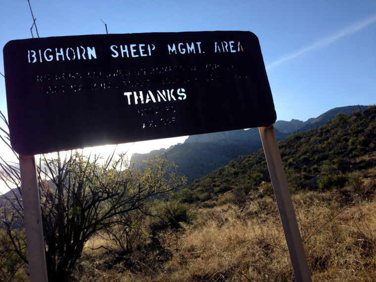 Bighorn sheep
